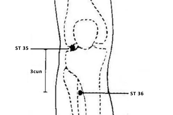 ST 36 acupoint zusanli